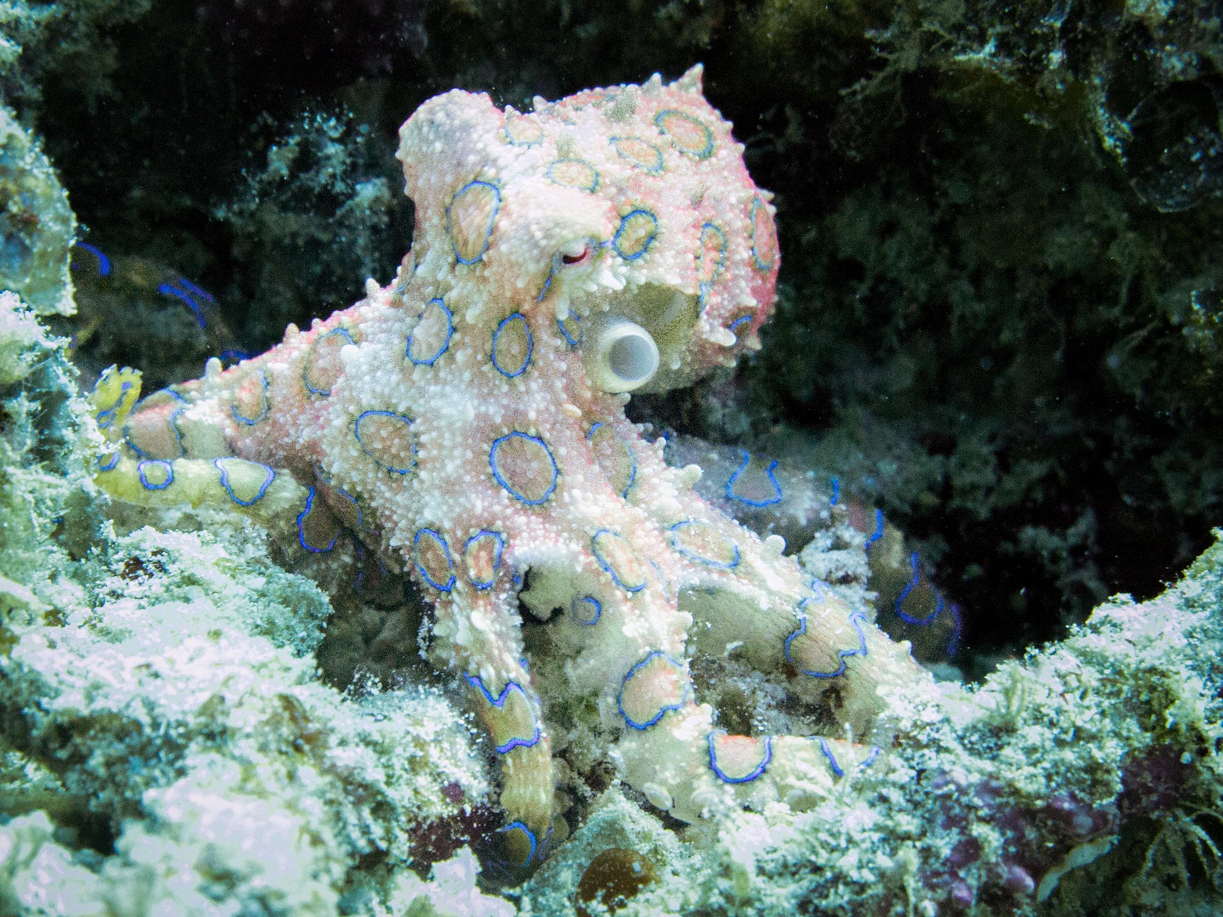 blue ringed octopus