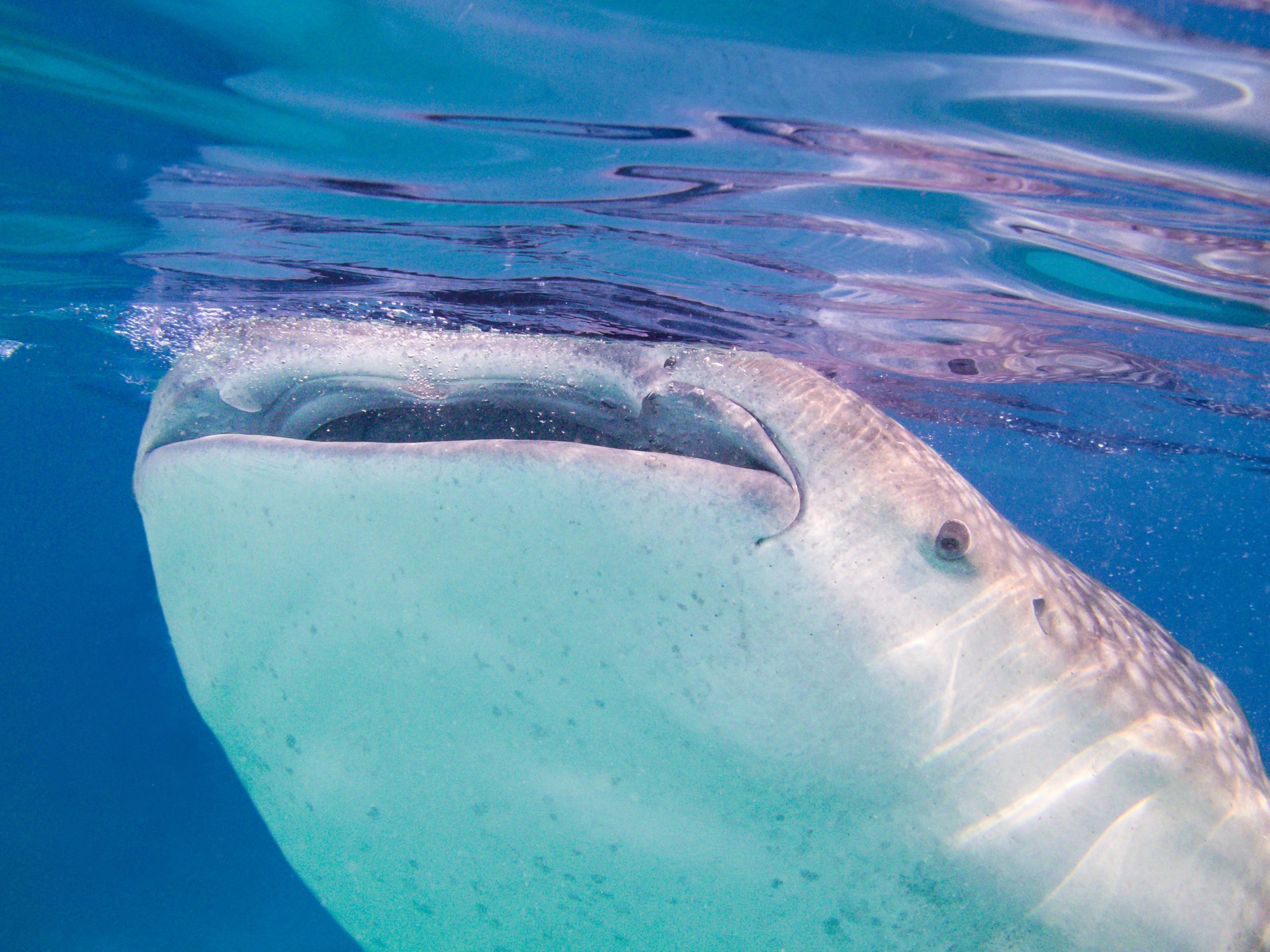 whaleshark 